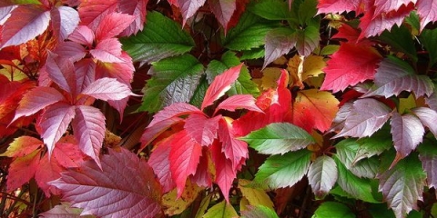 Pravilno razmnožavanje djevojačkog grožđa reznicama u jesen